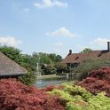 Acer palmatum en melange
